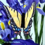 Butterfly Plant Pokes