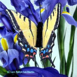 Butterfly Plant Pokes
